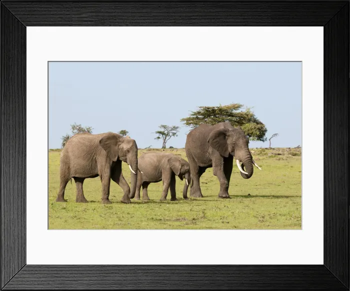 Framed Print : DDE-90020863 Framed Print : DDE-90020863