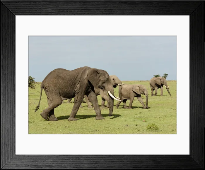 Framed Print : DDE-90020864 Framed Print : DDE-90020864
