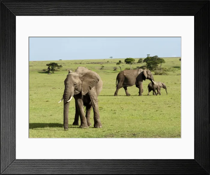 Framed Print : DDE-90020865 Framed Print : DDE-90020865