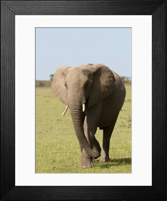 Framed Print : DDE-90020866