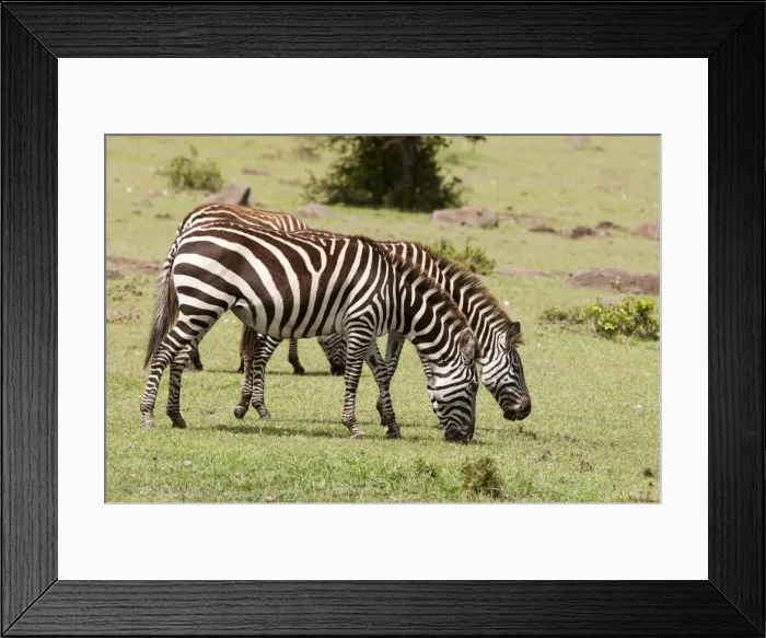Framed Print : DDE-90020867 Framed Print : DDE-90020867