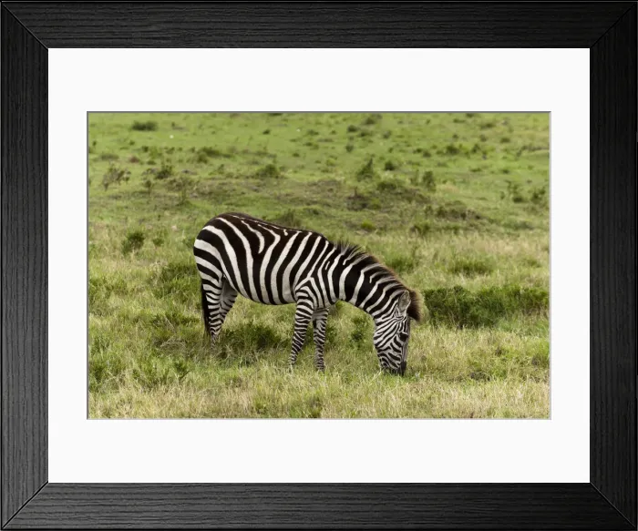 Framed Print : DDE-90020868 Framed Print : DDE-90020868
