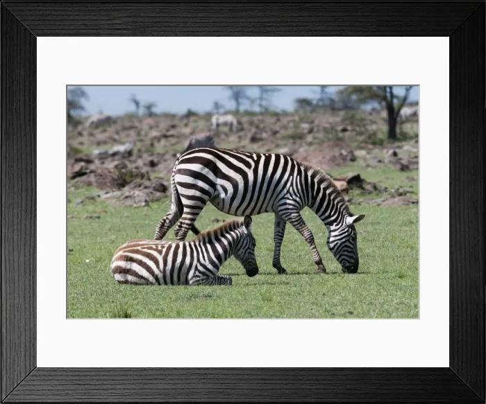 Framed Print : DDE-90020871 Framed Print : DDE-90020871