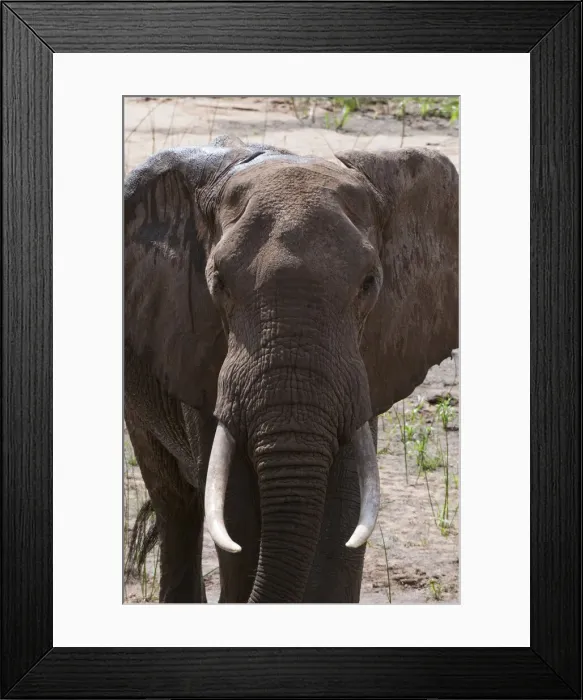 Framed Print : DDE-90020874 Framed Print : DDE-90020874