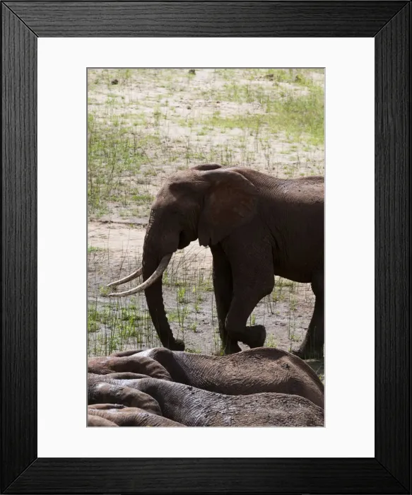 Framed Print : DDE-90020877 Framed Print : DDE-90020877