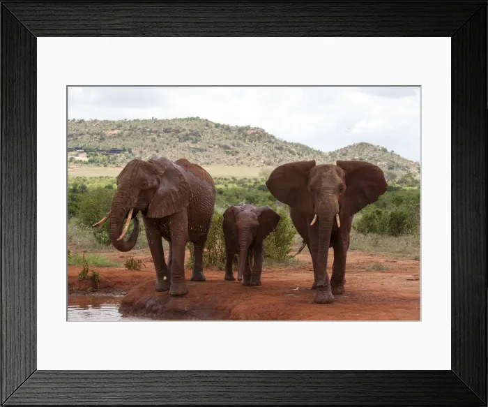 Framed Print : DDE-90020878 Framed Print : DDE-90020878