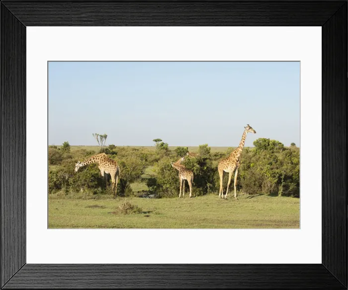 Framed Print : DDE-90020879 Framed Print : DDE-90020879