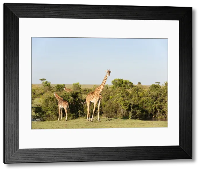 Framed Print : DDE-90020880 Framed Print : DDE-90020880