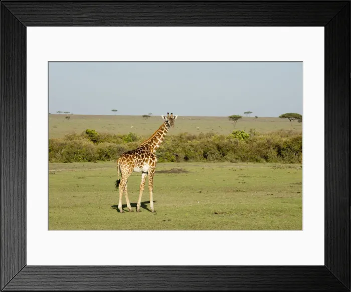 Framed Print : DDE-90020881 Framed Print : DDE-90020881