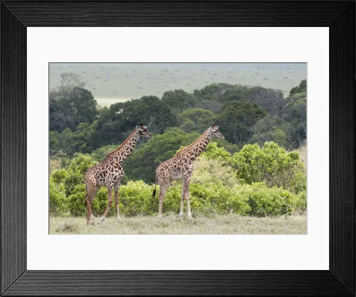 Framed Print : DDE-90020882