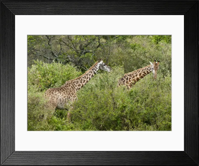 Framed Print : DDE-90020883 Framed Print : DDE-90020883