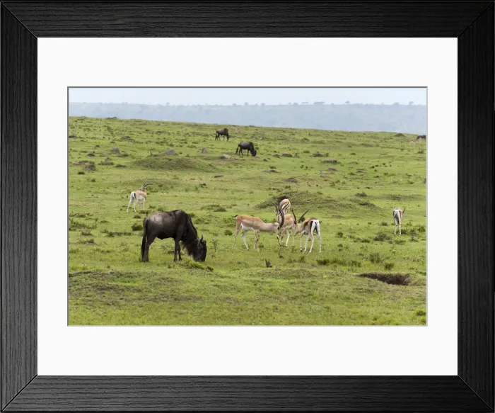 Framed Print : DDE-90020884 Framed Print : DDE-90020884