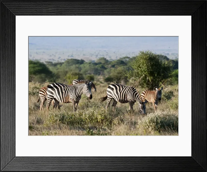 Framed Print : DDE-90020885 Framed Print : DDE-90020885