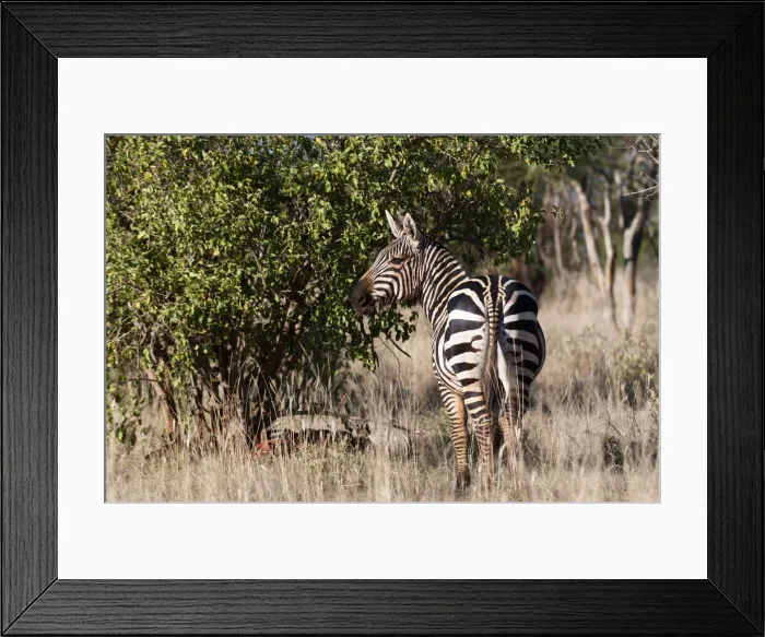 Framed Print : DDE-90020886 Framed Print : DDE-90020886