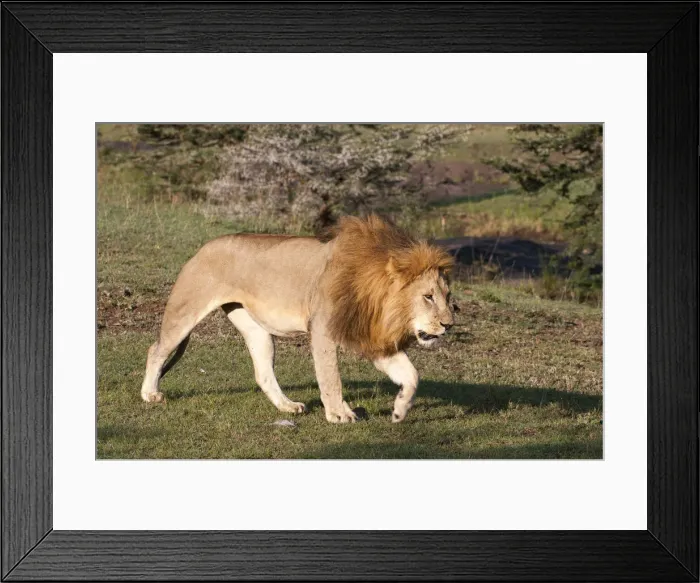 Framed Print : DDE-90020888 Framed Print : DDE-90020888