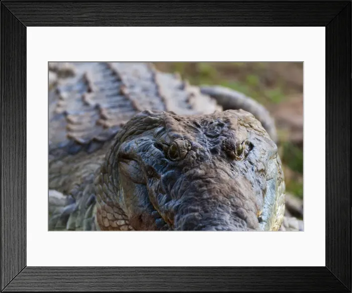 Framed Print : DDE-90020894 Framed Print : DDE-90020894