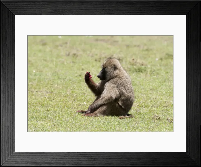 Framed Print : DDE-90020895 Framed Print : DDE-90020895