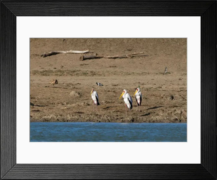 Framed Print : DDE-90020903