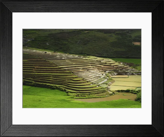 Framed Print : DDE-90020936 Framed Print : DDE-90020936