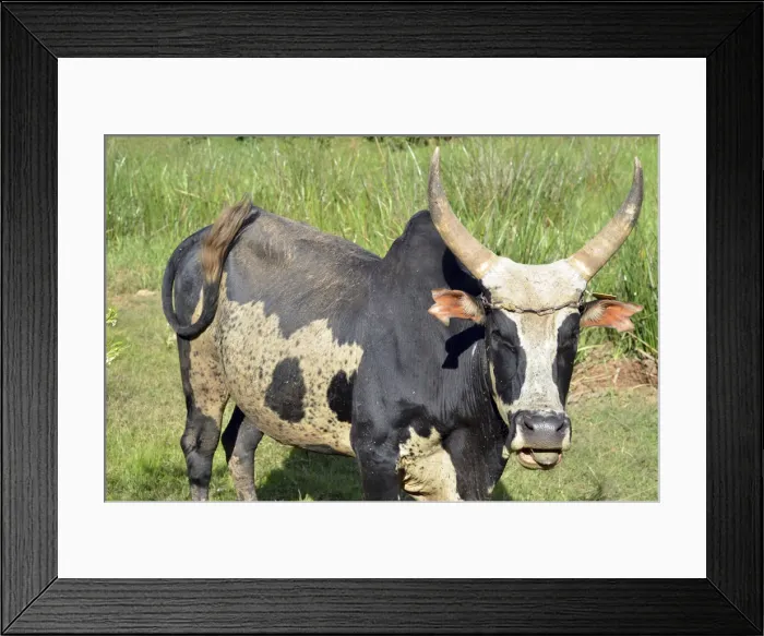 Framed Print : DDE-90020941 Framed Print : DDE-90020941