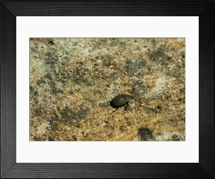 Framed Print : DDE-90020945 Framed Print : DDE-90020945