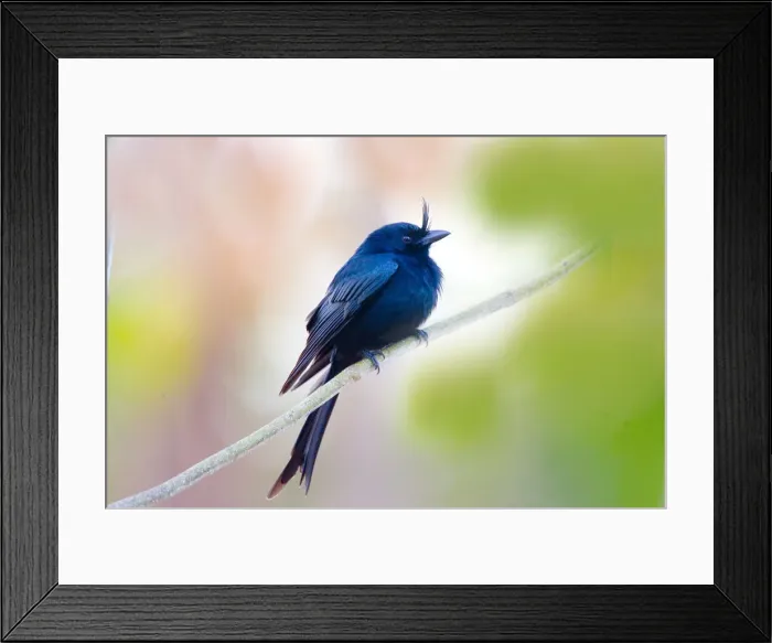 Framed Print : DDE-90020954 Framed Print : DDE-90020954
