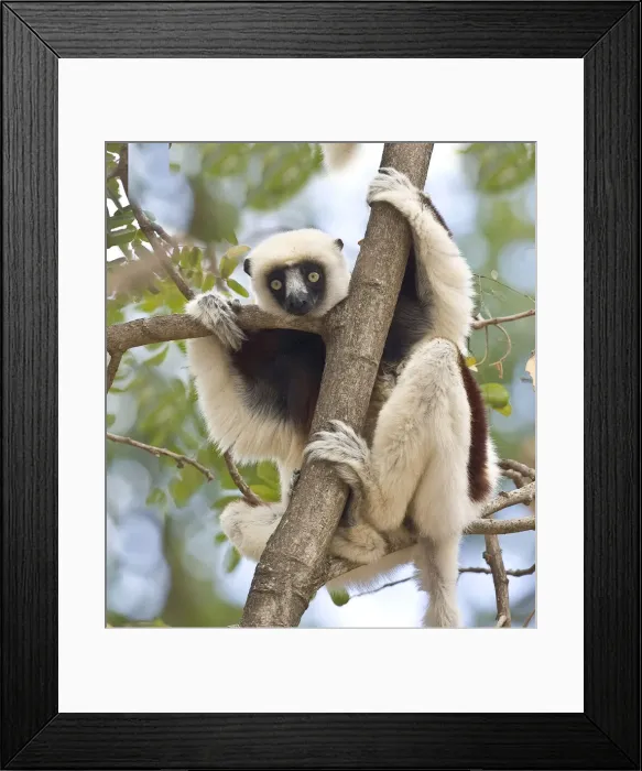 Framed Print : DDE-90020955 Framed Print : DDE-90020955