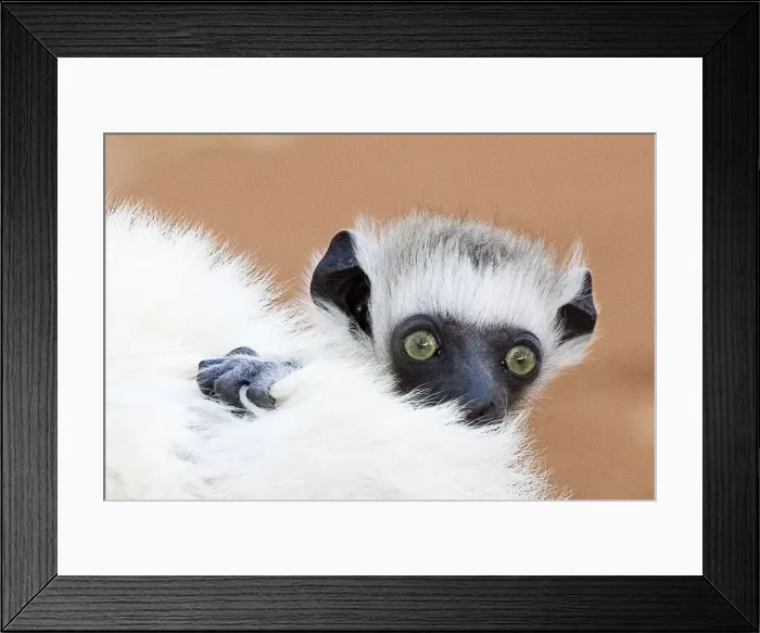 Framed Print : DDE-90020956 Framed Print : DDE-90020956