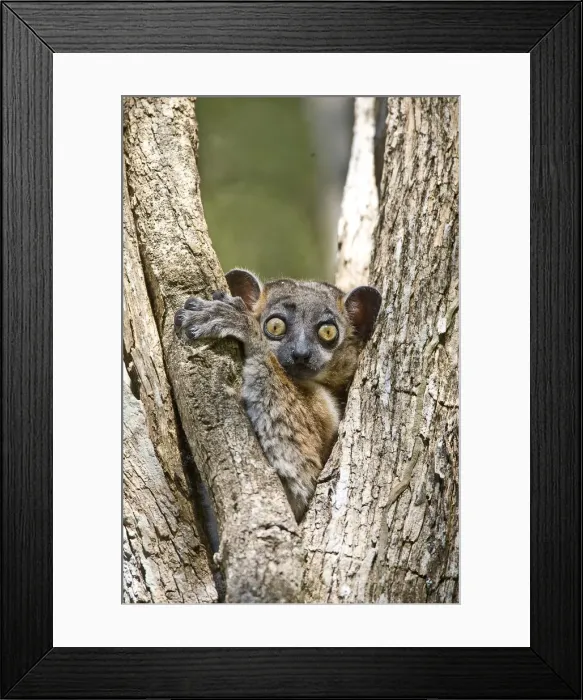 Framed Print : DDE-90020957 Framed Print : DDE-90020957