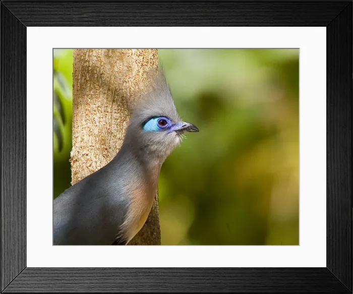 Framed Print : DDE-90020959 Framed Print : DDE-90020959