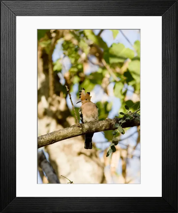 Framed Print : DDE-90020958 Framed Print : DDE-90020958