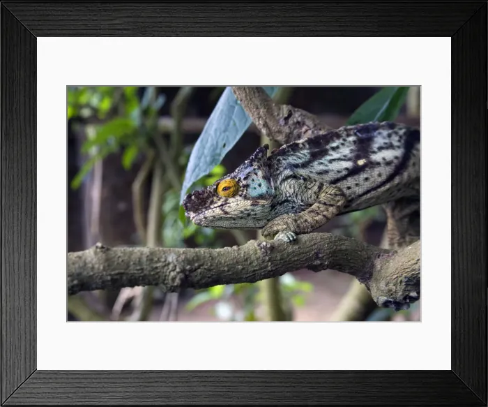 Framed Print : DDE-90020961 Framed Print : DDE-90020961