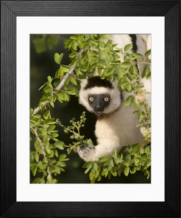 Framed Print : DDE-90020960 Framed Print : DDE-90020960