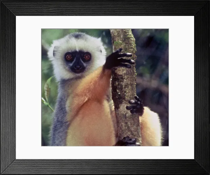 Framed Print : DDE-90020963 Framed Print : DDE-90020963