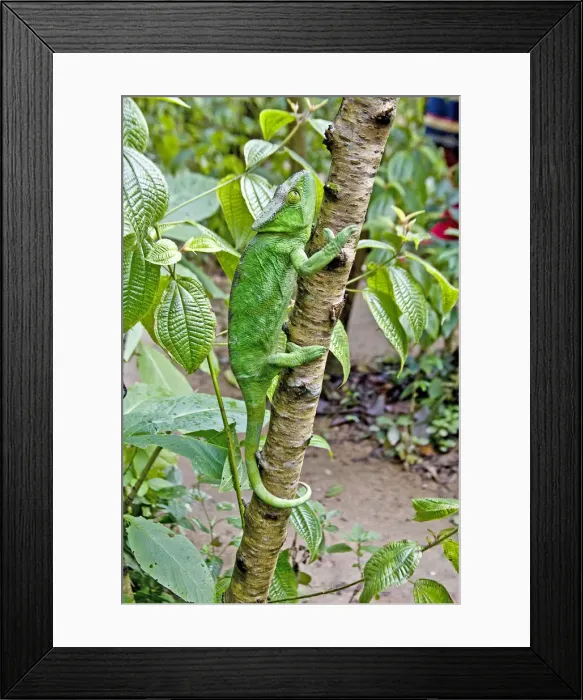 Framed Print : DDE-90020962 Framed Print : DDE-90020962