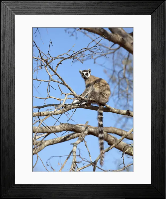 Framed Print : DDE-90020965