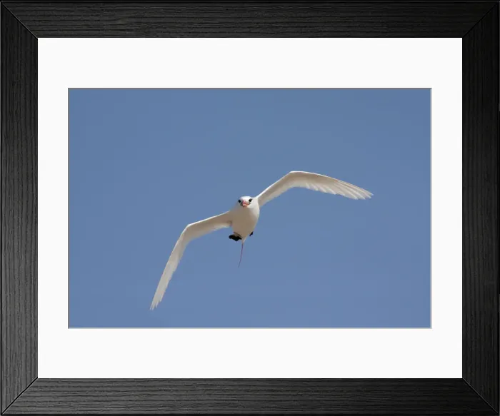 Framed Print : DDE-90020967 Framed Print : DDE-90020967