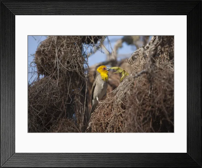 Framed Print : DDE-90020968 Framed Print : DDE-90020968