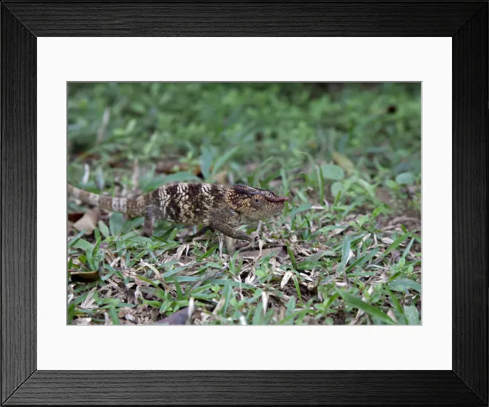 Framed Print : DDE-90020969 Framed Print : DDE-90020969