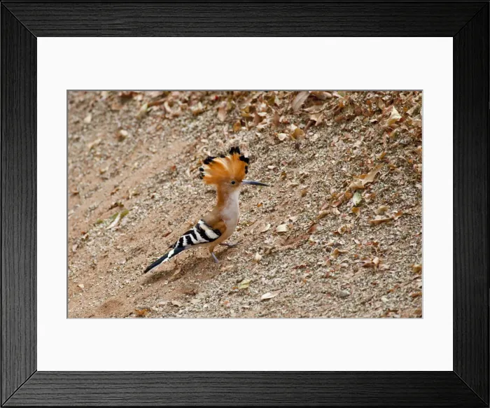 Framed Print : DDE-90020966 Framed Print : DDE-90020966
