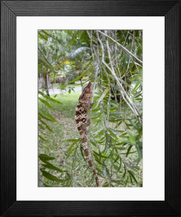 Framed Print : DDE-90020970 Framed Print : DDE-90020970