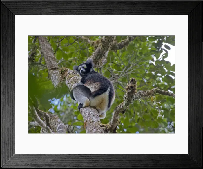 Framed Print : DDE-90020971 Framed Print : DDE-90020971