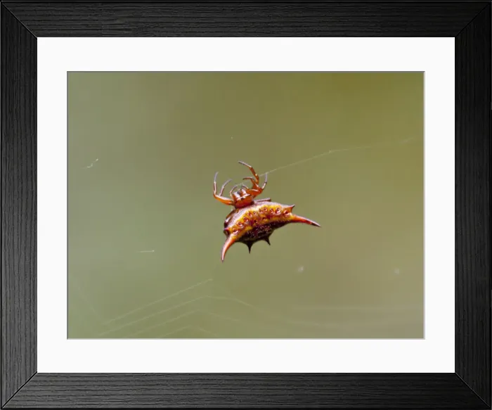 Framed Print : DDE-90020972 Framed Print : DDE-90020972