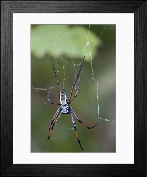 Framed Print : DDE-90020973 Framed Print : DDE-90020973