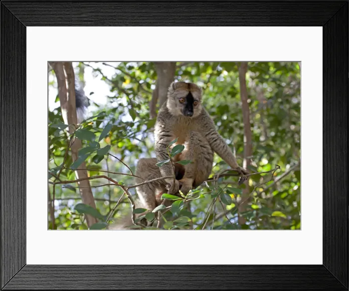 Framed Print : DDE-90020974 Framed Print : DDE-90020974