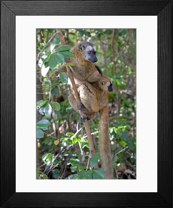 Framed Print : DDE-90020975 Framed Print : DDE-90020975