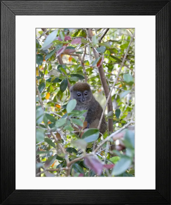 Framed Print : DDE-90020976 Framed Print : DDE-90020976