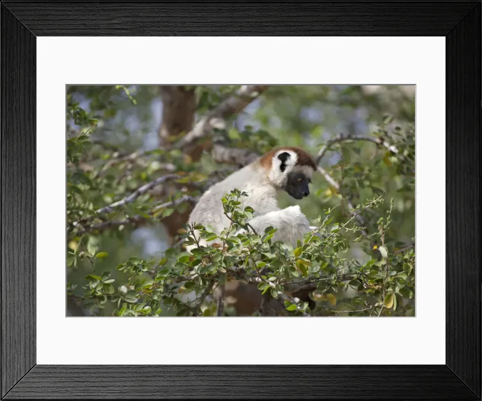 Framed Print : DDE-90020978 Framed Print : DDE-90020978