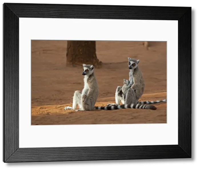 Framed Print : DDE-90020977 Framed Print : DDE-90020977