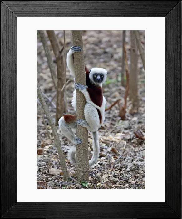 Framed Print : DDE-90020980 Framed Print : DDE-90020980